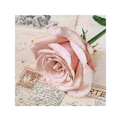 Postcard Rose