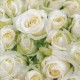 Rosas blancas