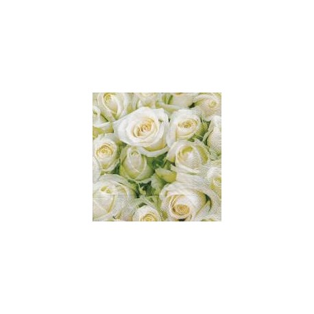 Rosas blancas